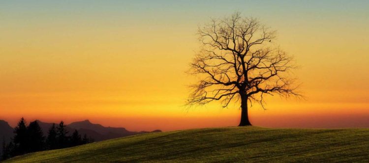 kosenrufu.fr arbre sérénité aurore nouvelle révolution humaine